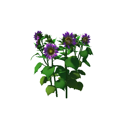 Flower_helianthus annuus04